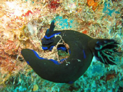 NUDI by Bernard Maglana 